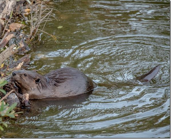 Beaver Lodge Spring 2018